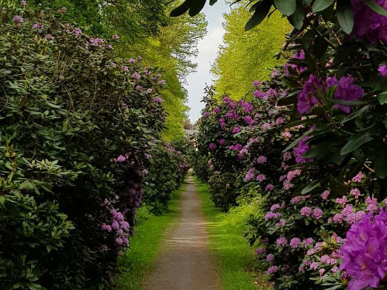 Rhododendronallee am Schloss Hagenburg  Wander- & Radrouten | Komoot