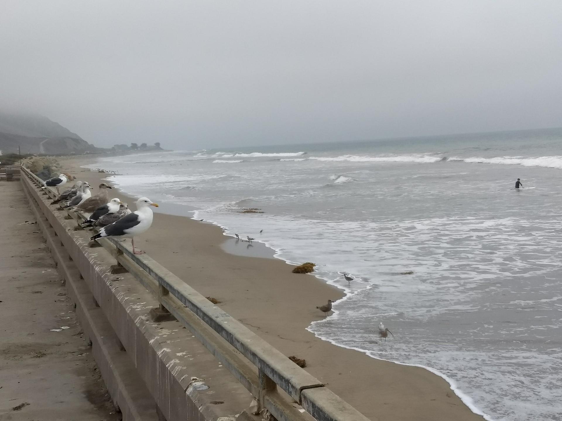 Seagulls on a barrier by a sandy beach with ocean waves and a distant surfer.