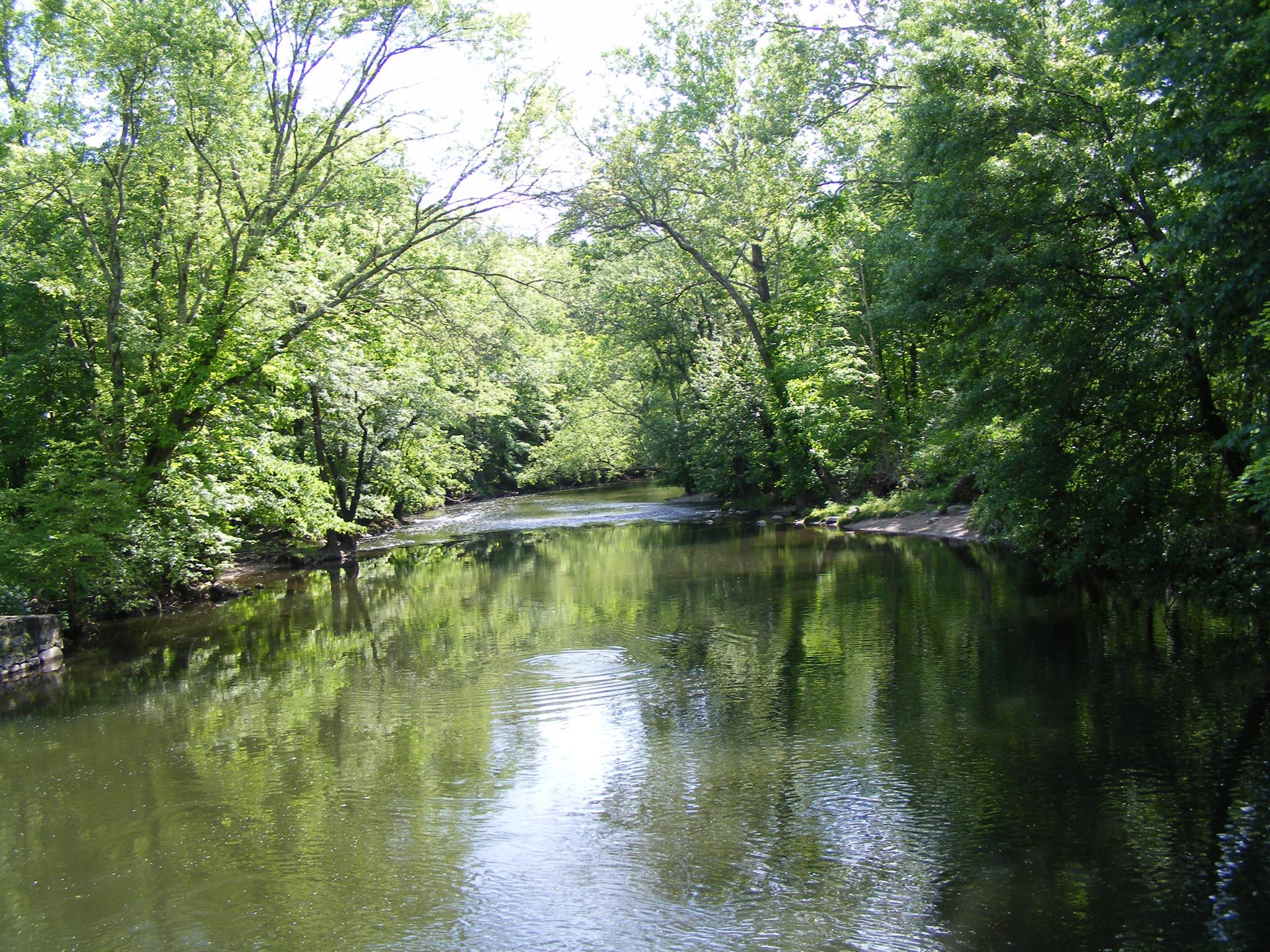Sunny river flowing through a lush green forest, reflecting trees.