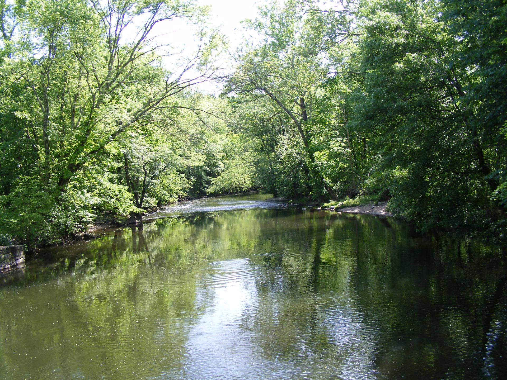 Sunny river flowing through a lush green forest, reflecting trees.