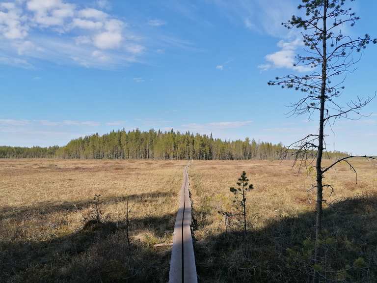Pilpasuo – Pilpasuon laavu loop from Holtinkylä | hike | Komoot