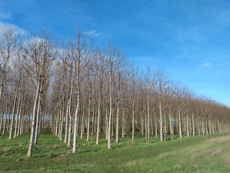 Kiribaum Plantage Wanderungen und Rundwege komoot