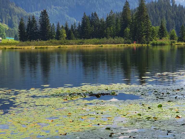 Spechtensee Wanderungen und Rundwege komoot