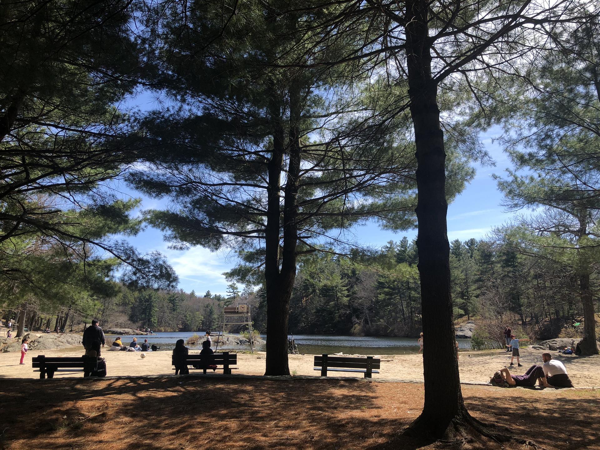 People relax under tall pine trees by a sunny lake.