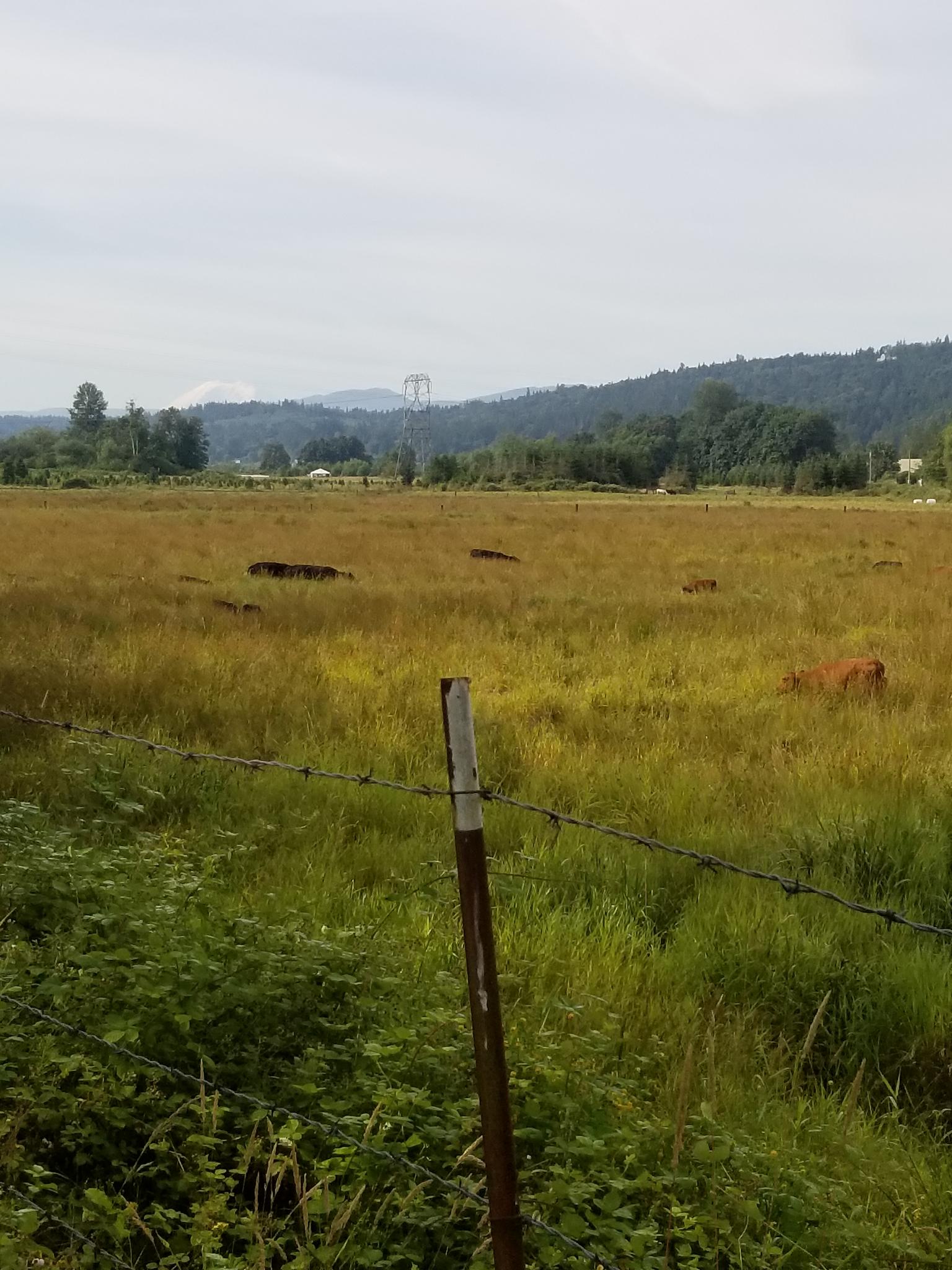 Barbed wire fence in front of a grassy field with cows.