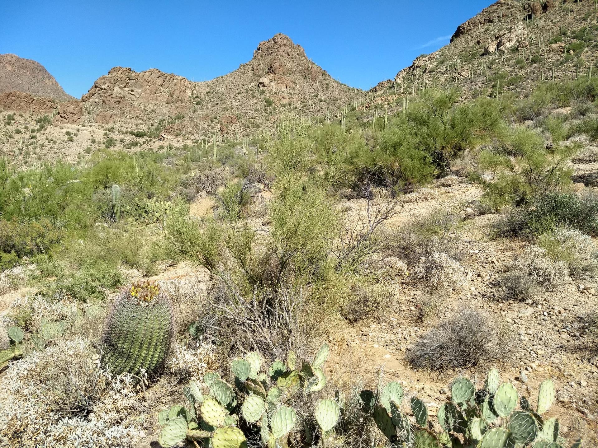 Sunny desert landscape with rocky mountains, barrel cactus, and prickly pear.