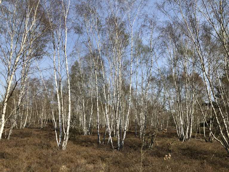 Schöner Blick auf den Obelisk Durch die Döberitzer Heide Runde von