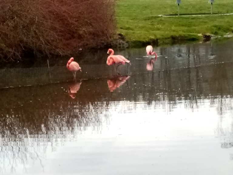 32+ Flamingo Teich Reinhardshausen, Wunderbar angelegt, hängt mit