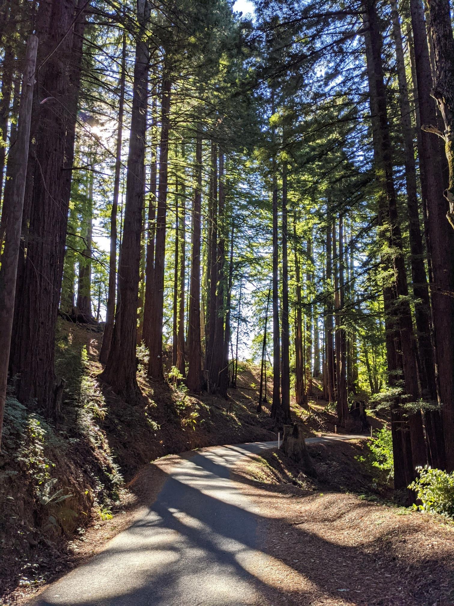 Sunbeams filter through tall forest trees onto a winding road.