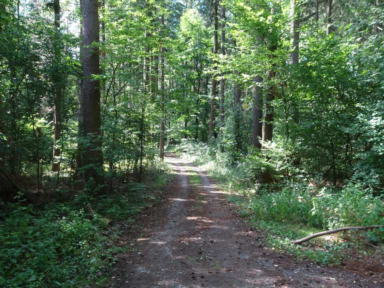 Alter Sinsheimer Weg – Sinsheim Runde von Sinsheim (Elsenz