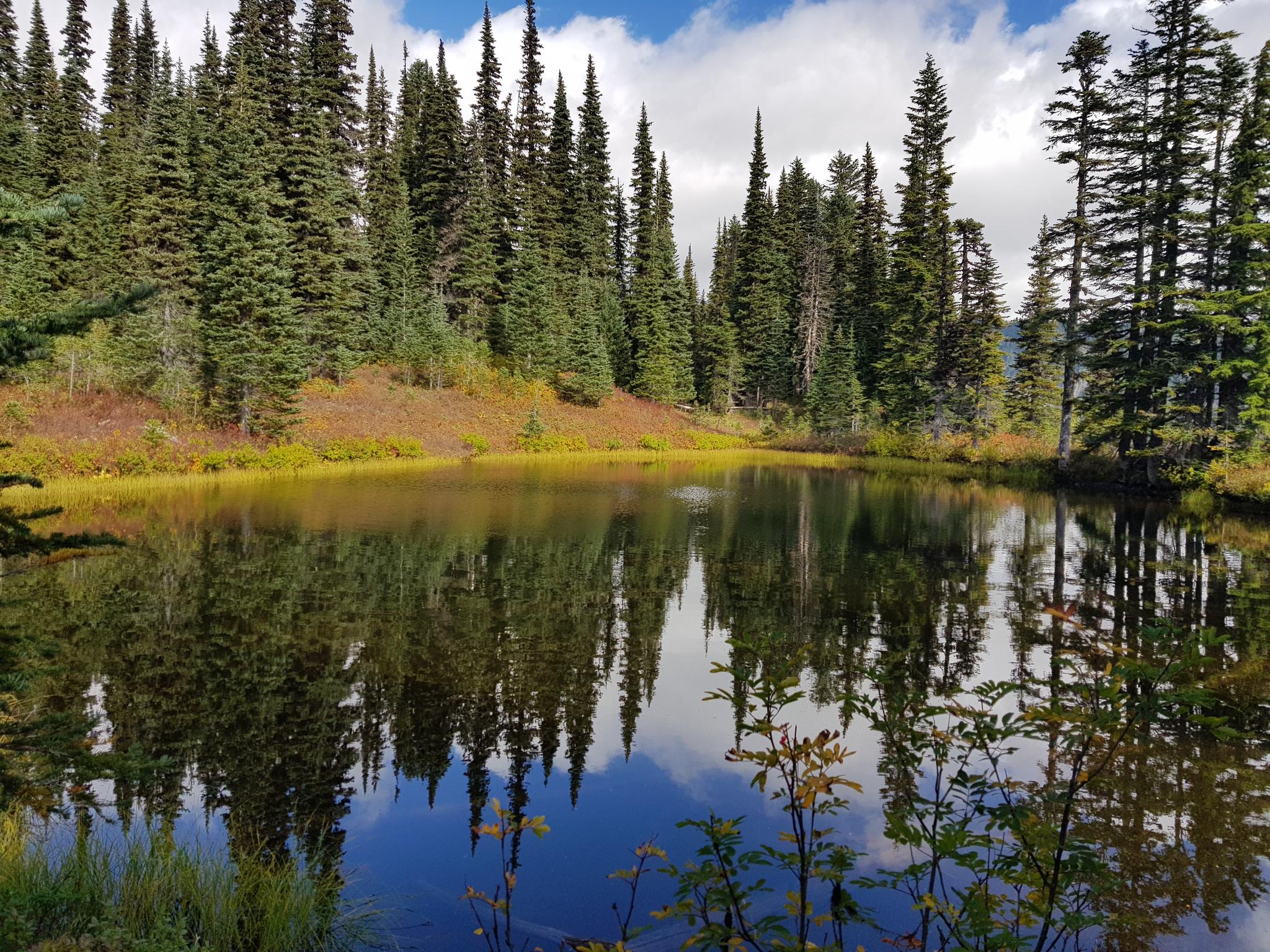 Still forest pond reflecting tall evergreen trees and a partly cloudy sky.