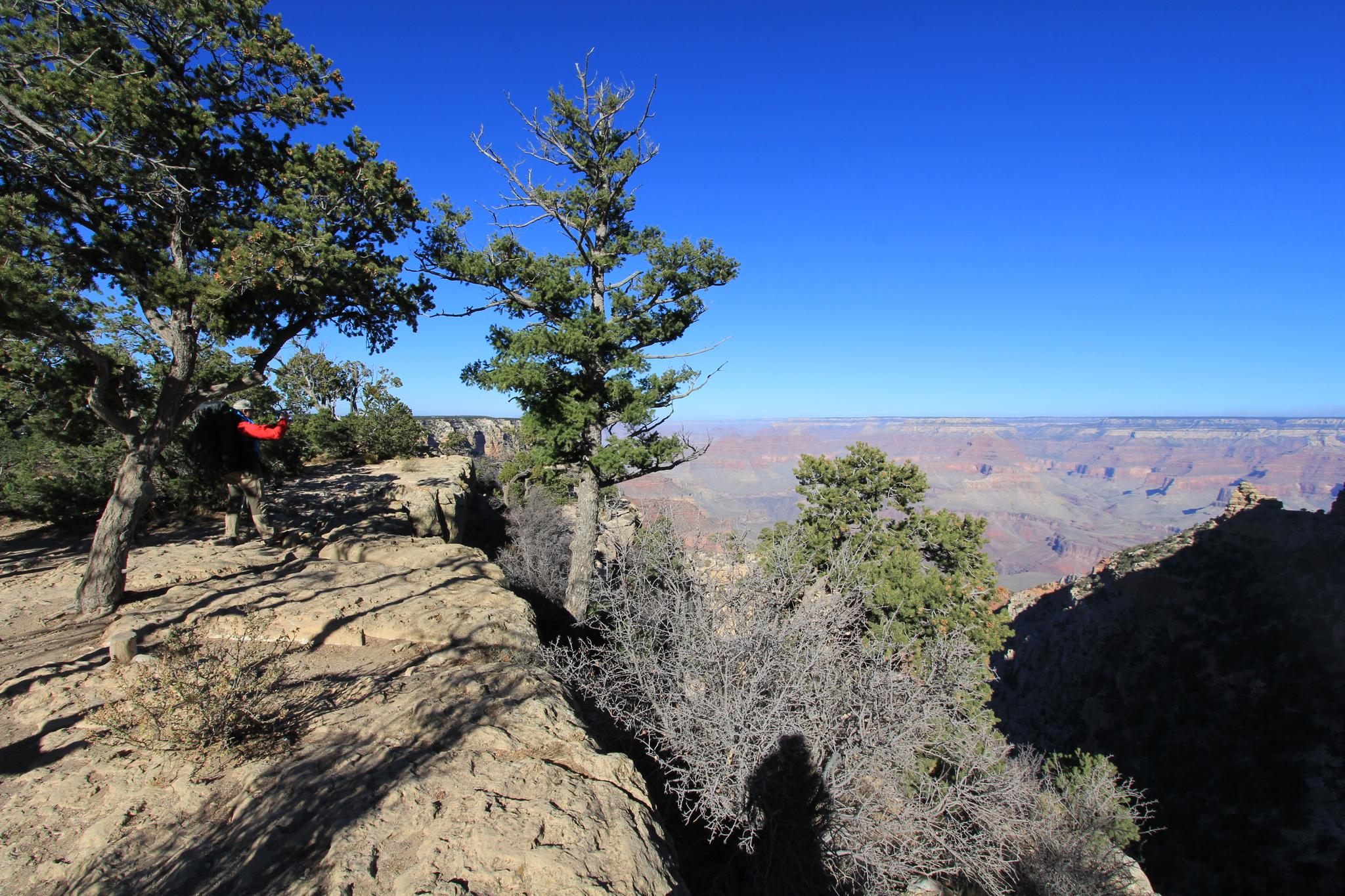 Trees on a rocky cliff edge overlooking a vast canyon under blue sky.