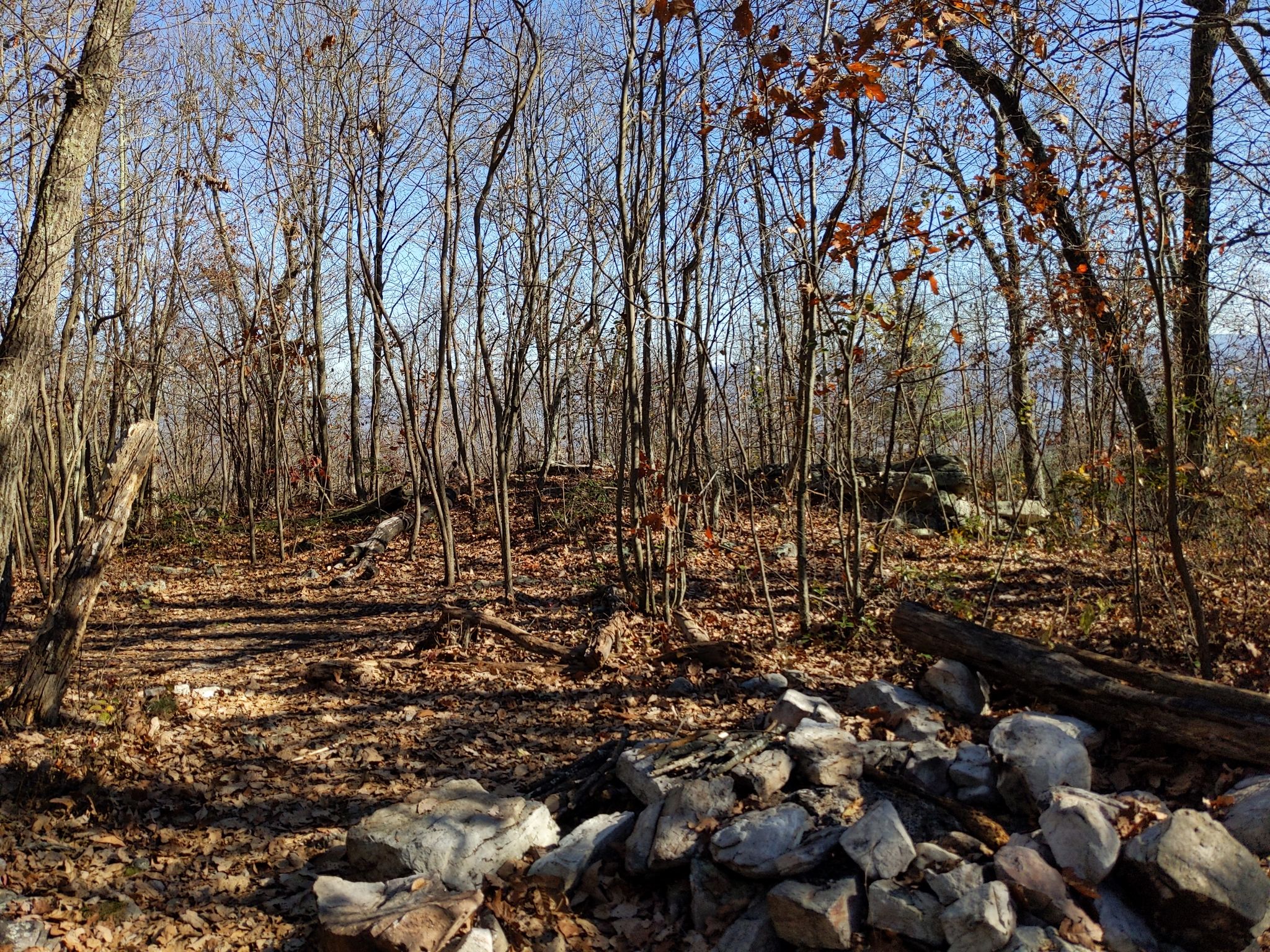 Sunny forest floor with bare trees, fallen leaves, and scattered rocks. - Strickler Knob Trail
