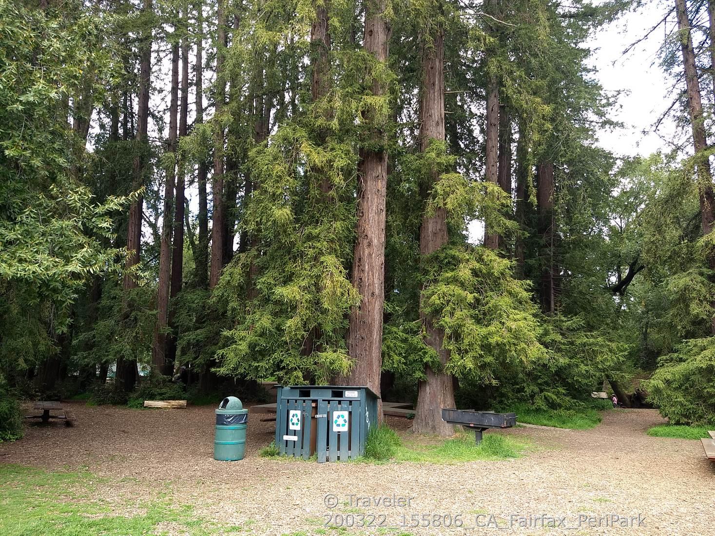 Tall redwood trees, green trash cans, and recycling bins in a forest.