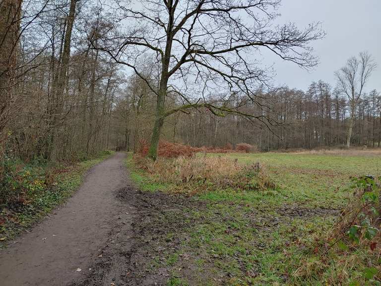 Hildener Heide Teich im Hildener Stadtwald Runde von Kalstert