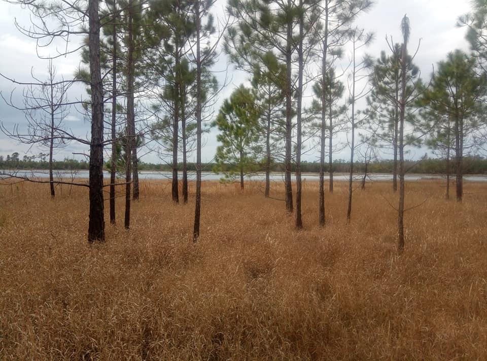 Sparse pine forest with tall dry grass, leading to a distant body of water.