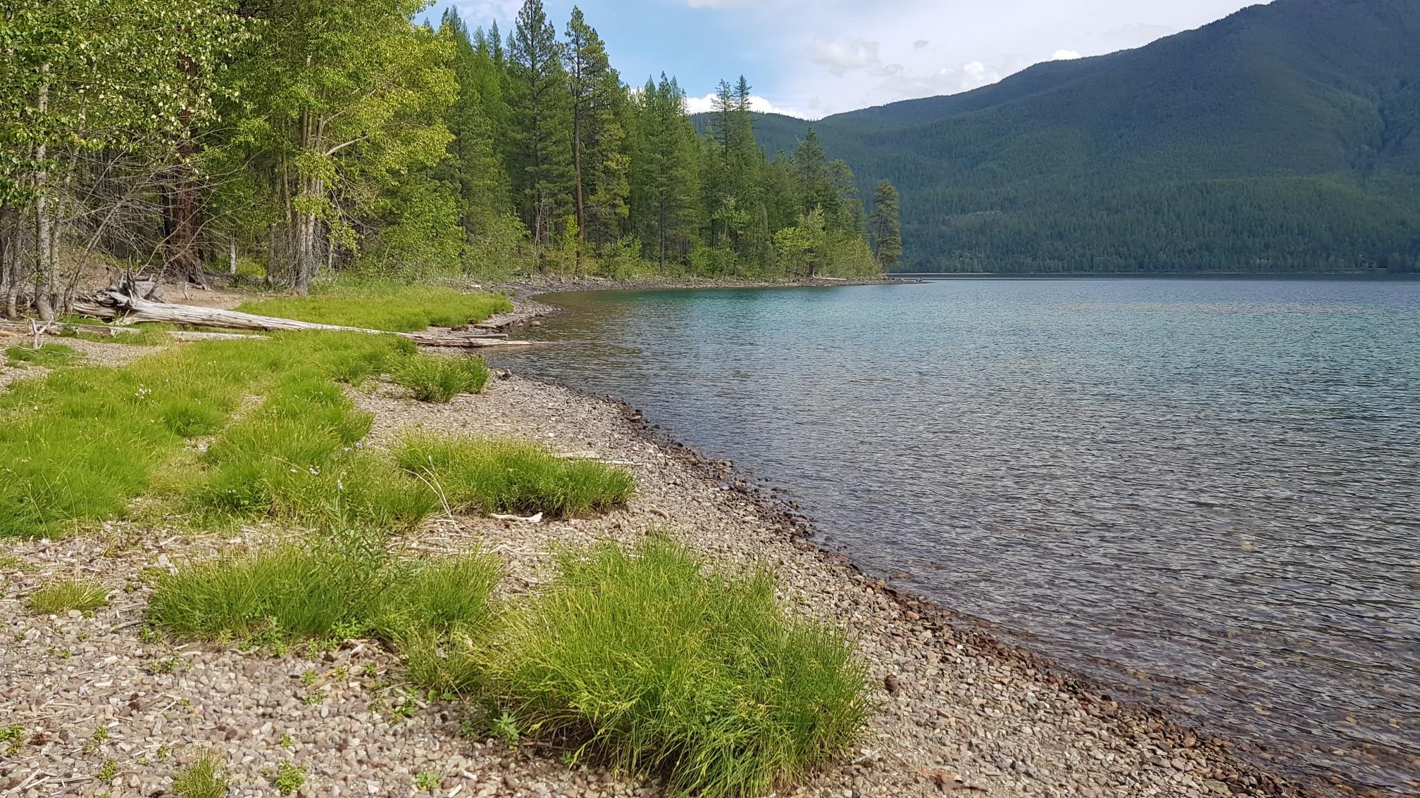 Rocky and grassy lake shore with clear blue water and dense forest.