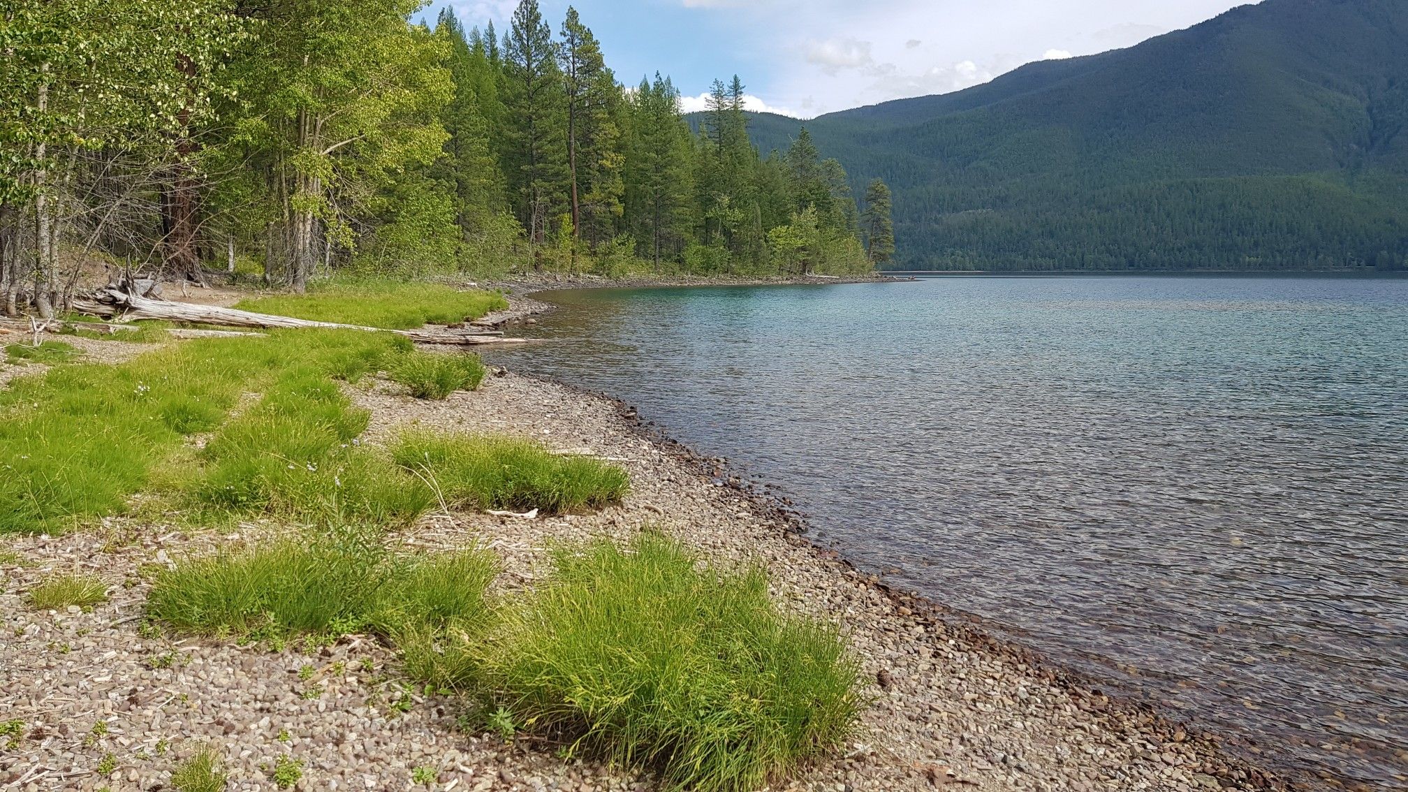 Rocky and grassy lake shore with clear blue water and dense forest. - Rocky Point Nature Trail