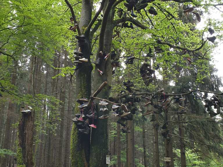 Der Schuhbaum MountainbikeTouren und Trails komoot
