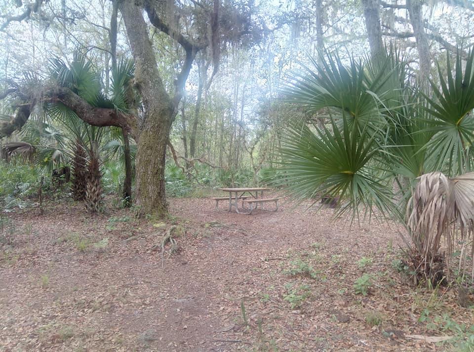 Picnic table in a forest clearing with large trees and palm fronds.