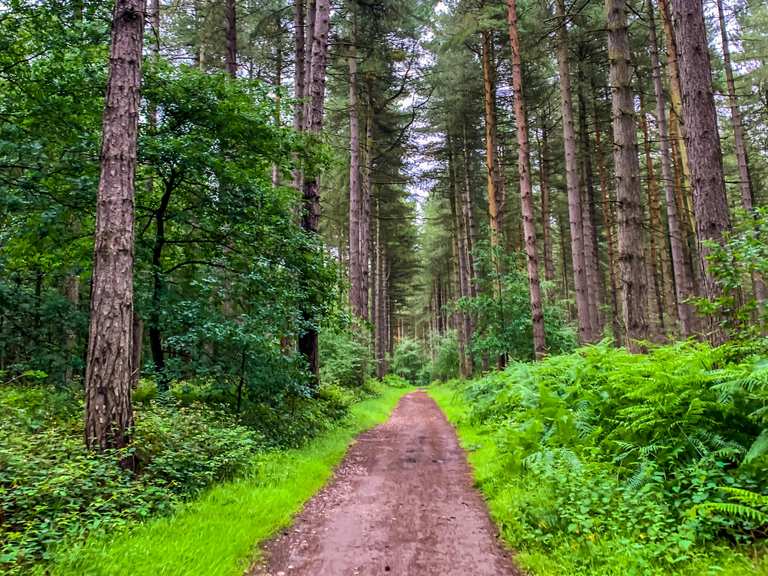 Sherwood Pines Forest Park Tall Trees Trail loop from Kings Clipstone