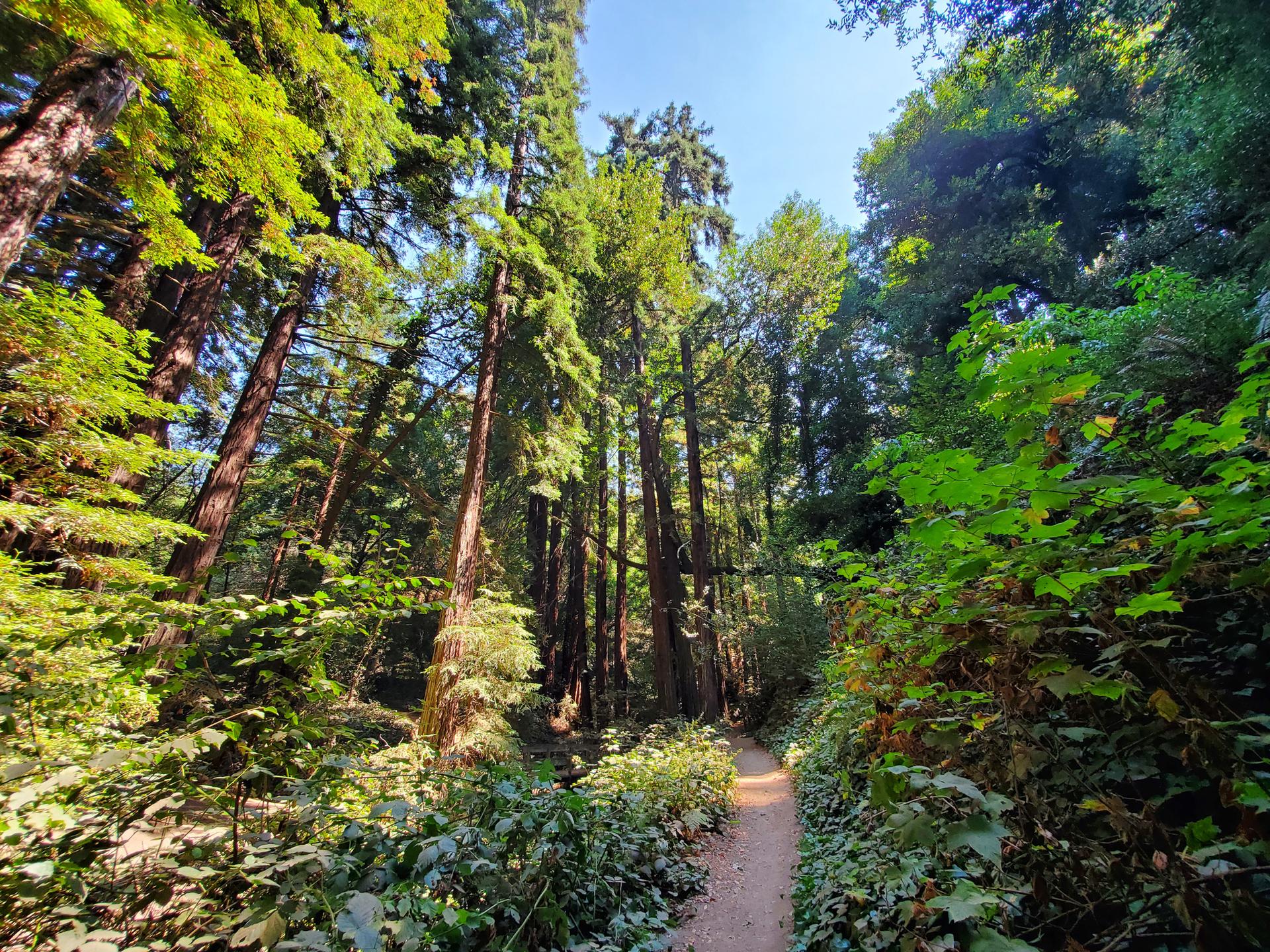 Sunlit dirt path winding through a tall, lush green forest.