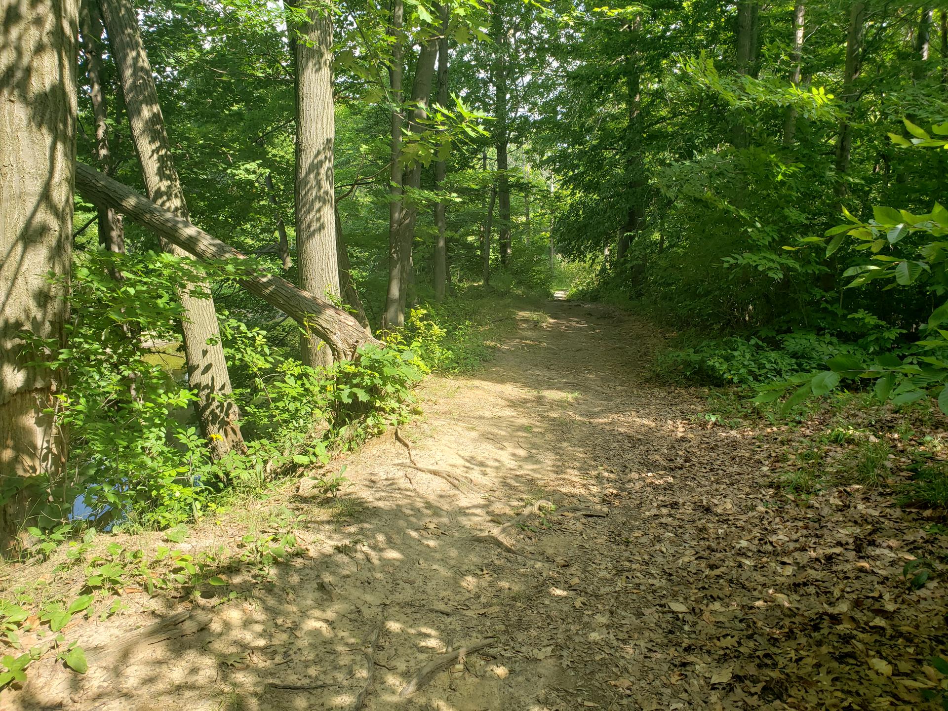 A sunlit dirt path winding through a dense green forest.