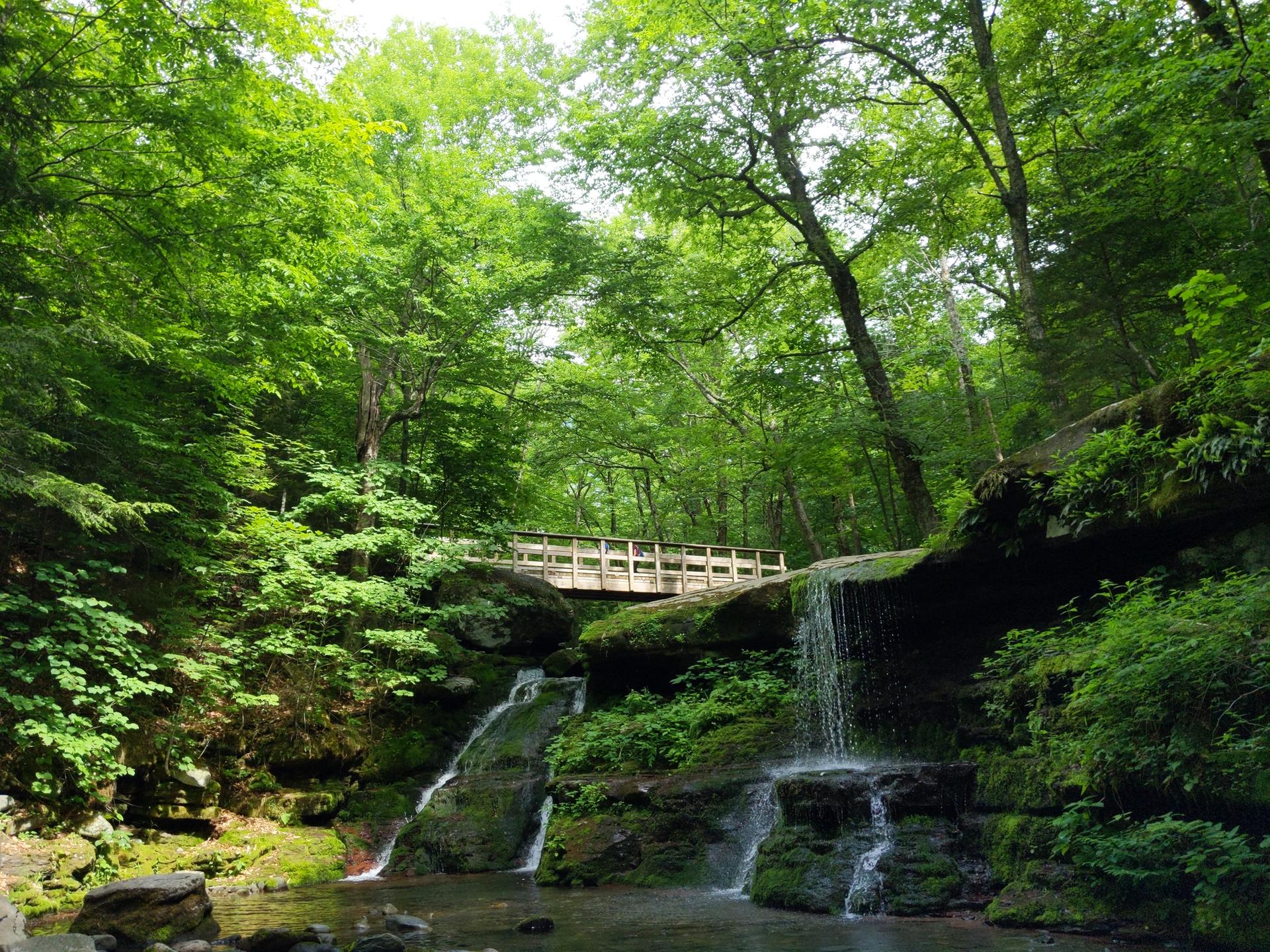 Multiple waterfalls flow under a wooden bridge in a vibrant green forest.