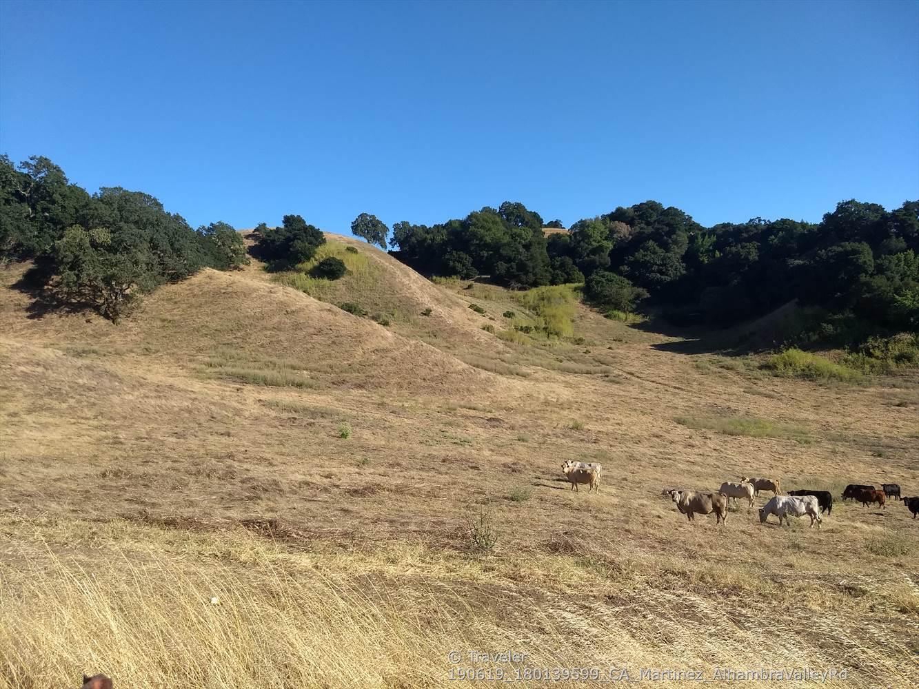Cows grazing on a dry, golden hillside under a clear blue sky.