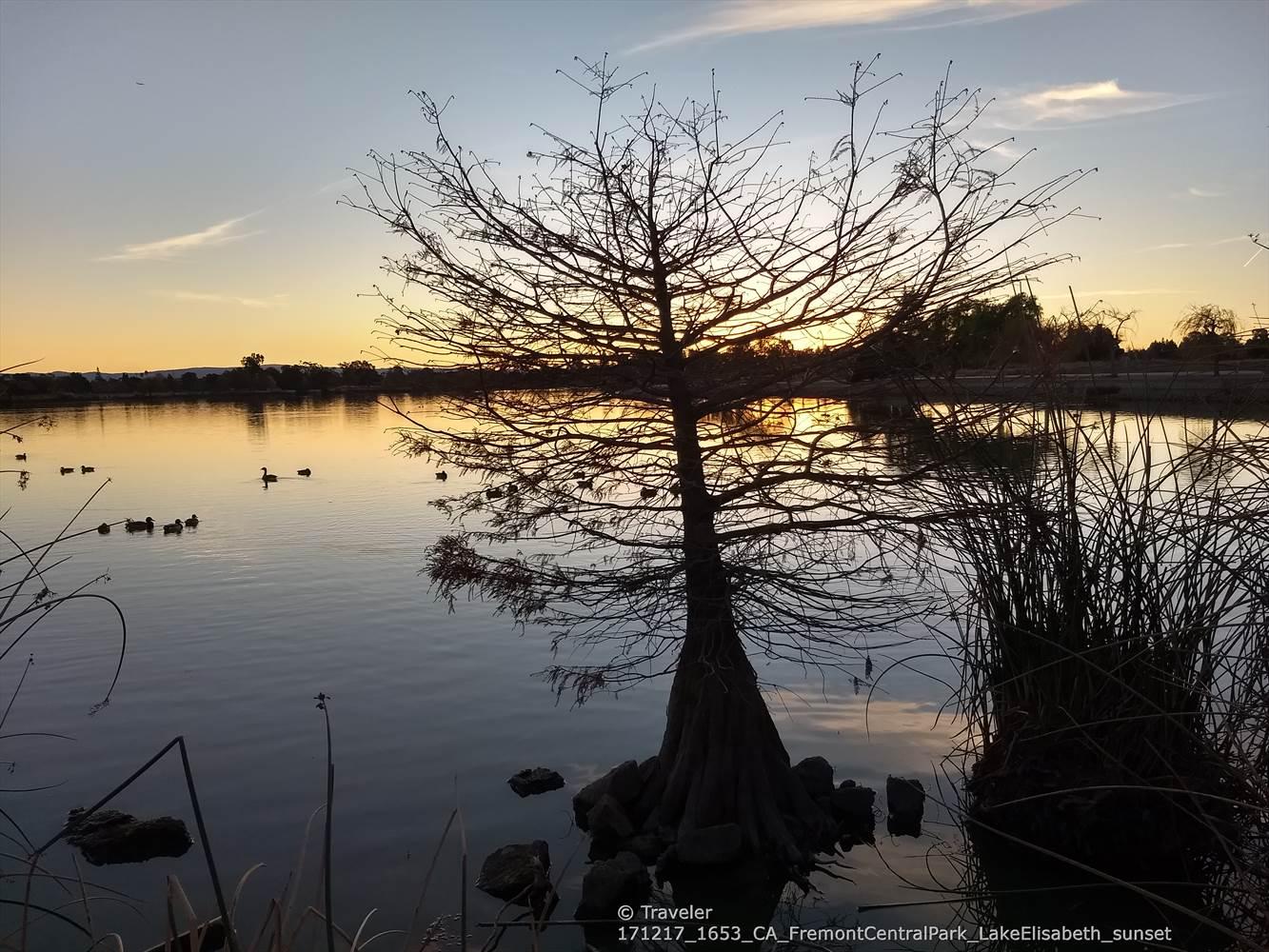 Silhouetted tree stands in a calm lake at sunset with ducks swimming.