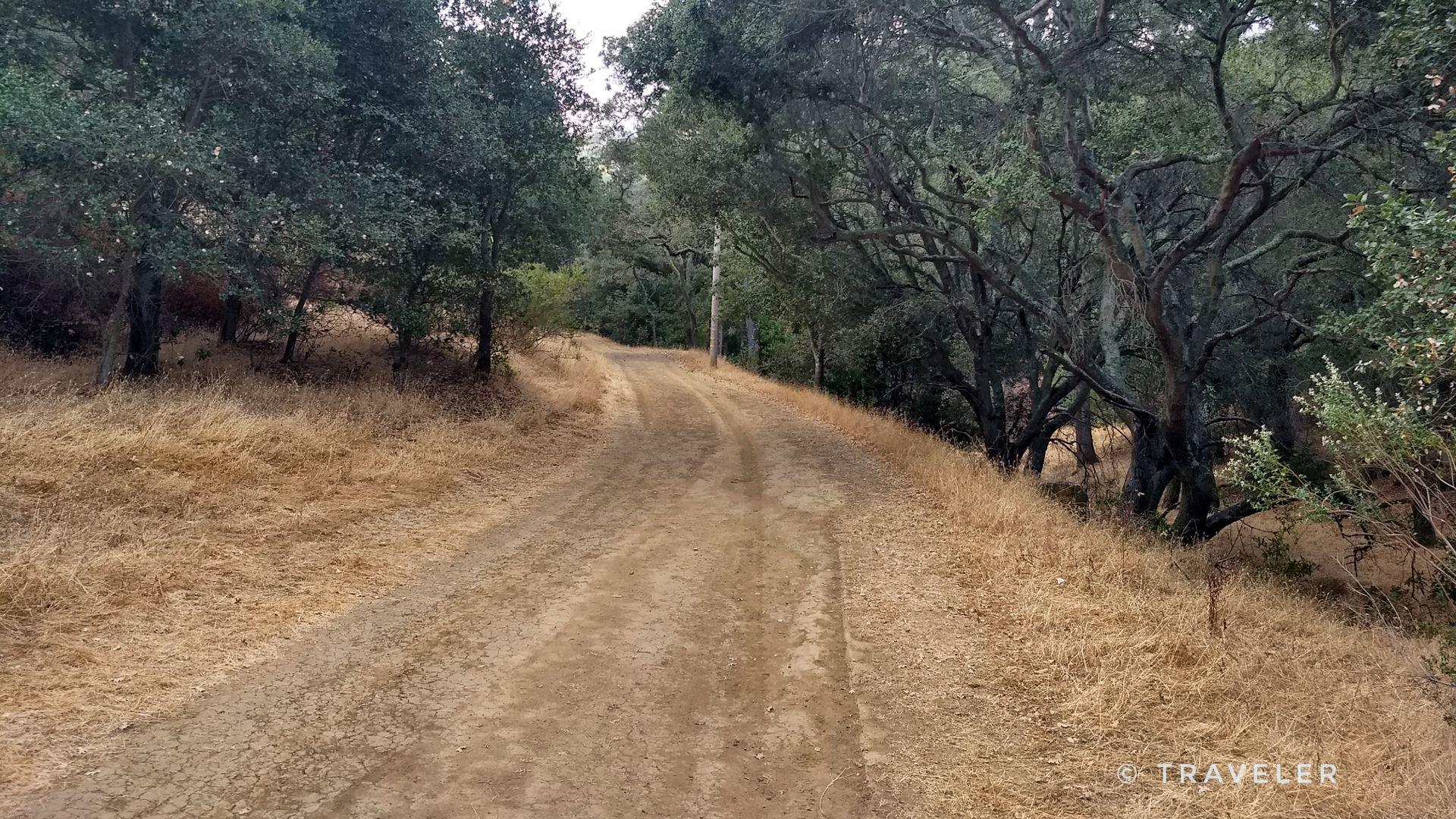 A dirt path winds uphill through a forest with dry grass under overcast skies.