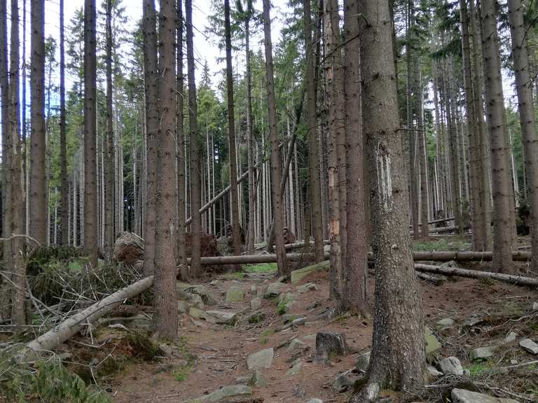 wandern im harz fur singles