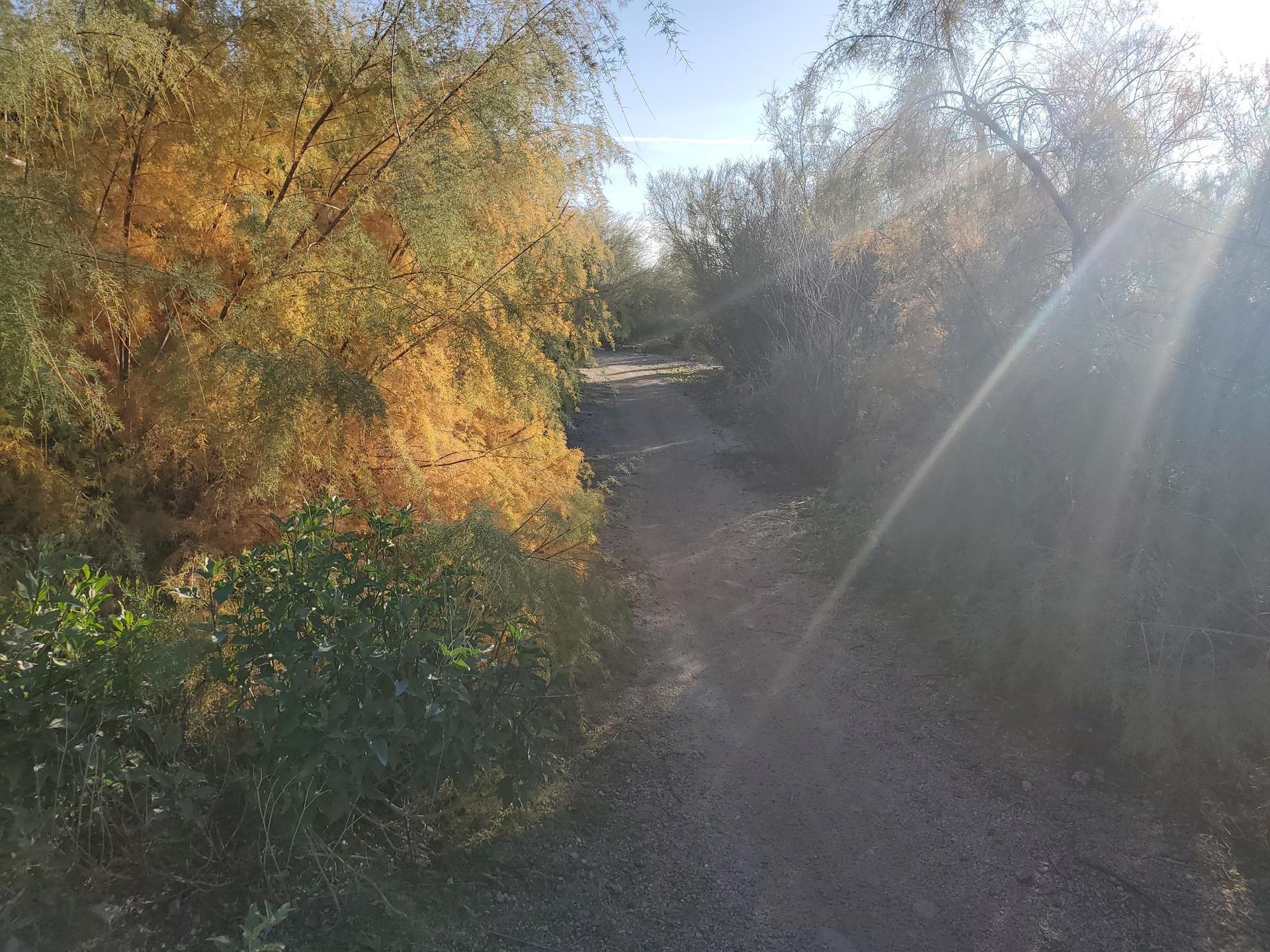 Narrow dirt path through dense green and yellow foliage with sun rays.