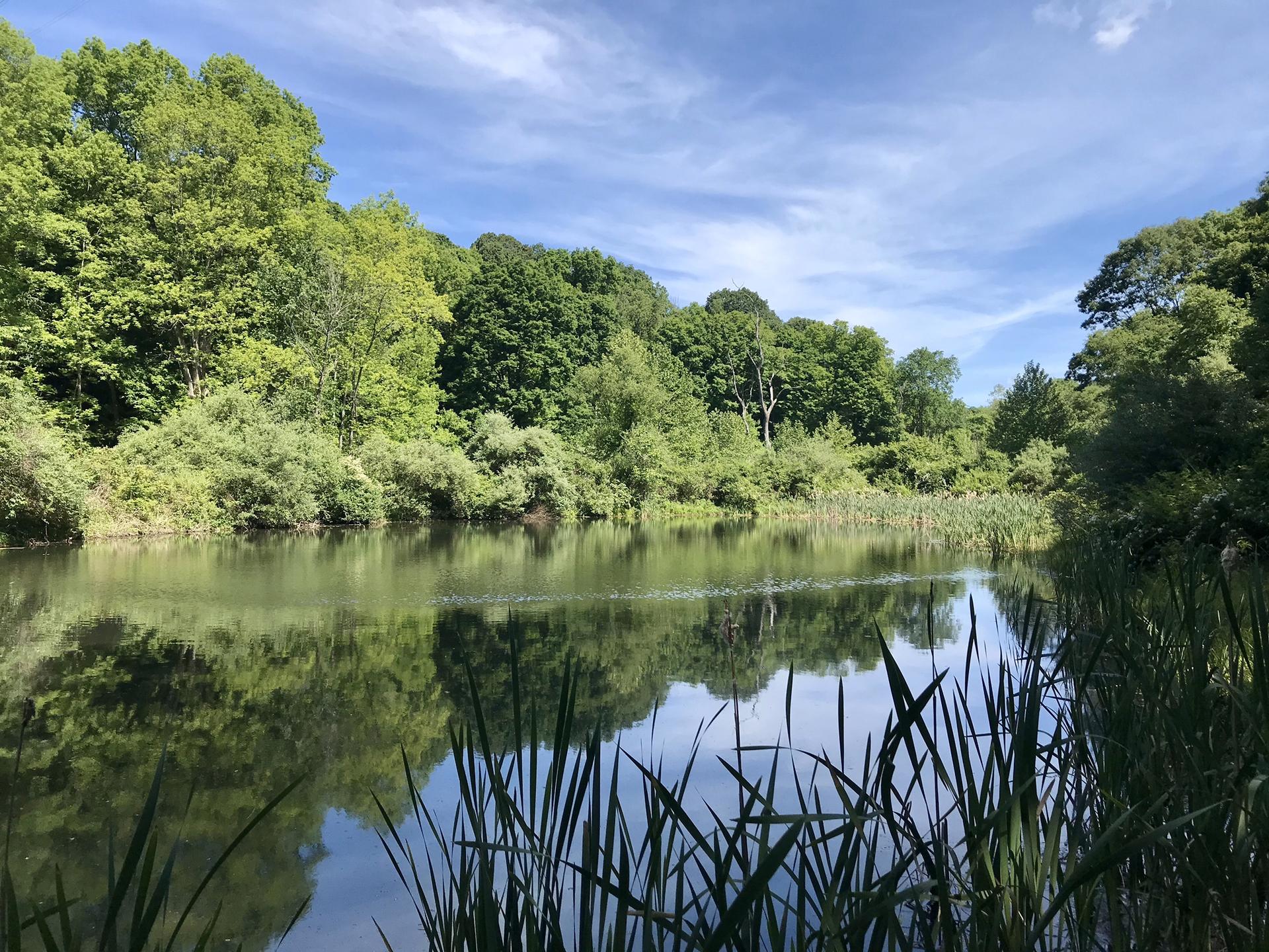 A calm lake reflecting green trees and a blue sky, with tall reeds.