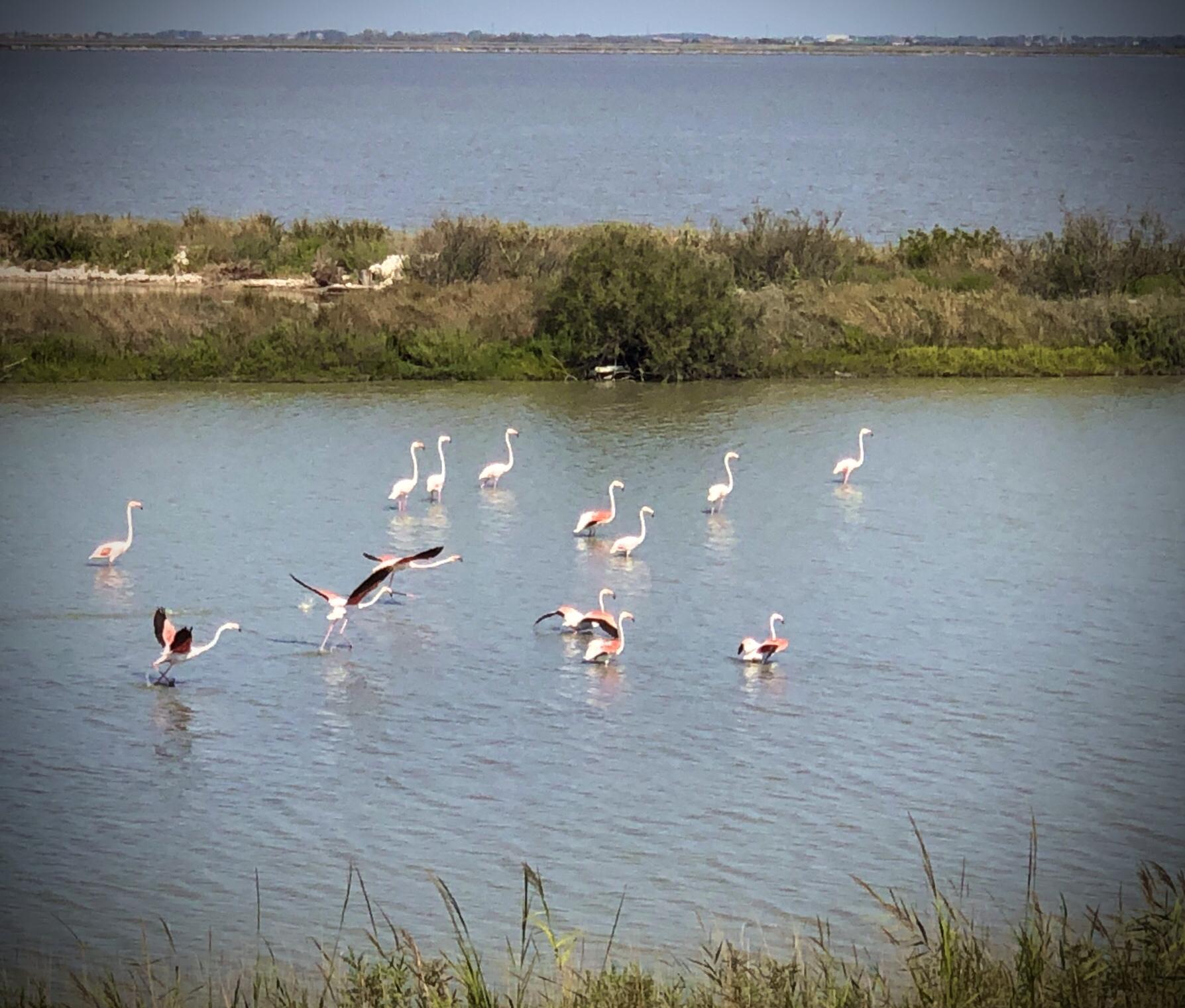 Fenicotteri rosa nelle Valli di Comacchio
