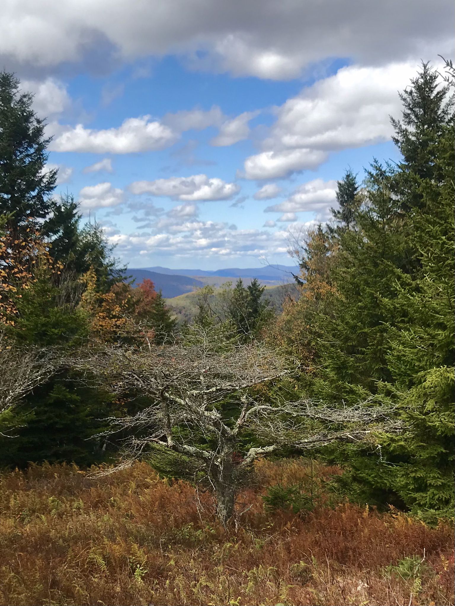 Mountain vista with evergreen and autumn trees under a partly cloudy sky. - Spruce Knob and Seneca Creek Loop