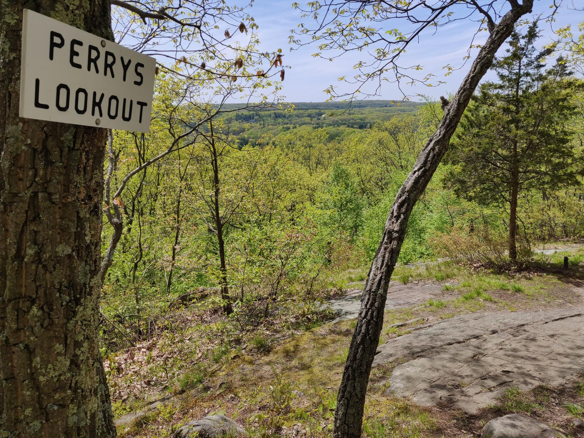 A 'LOOKOUT' sign on a tree overlooks a vast, sunny green forest.