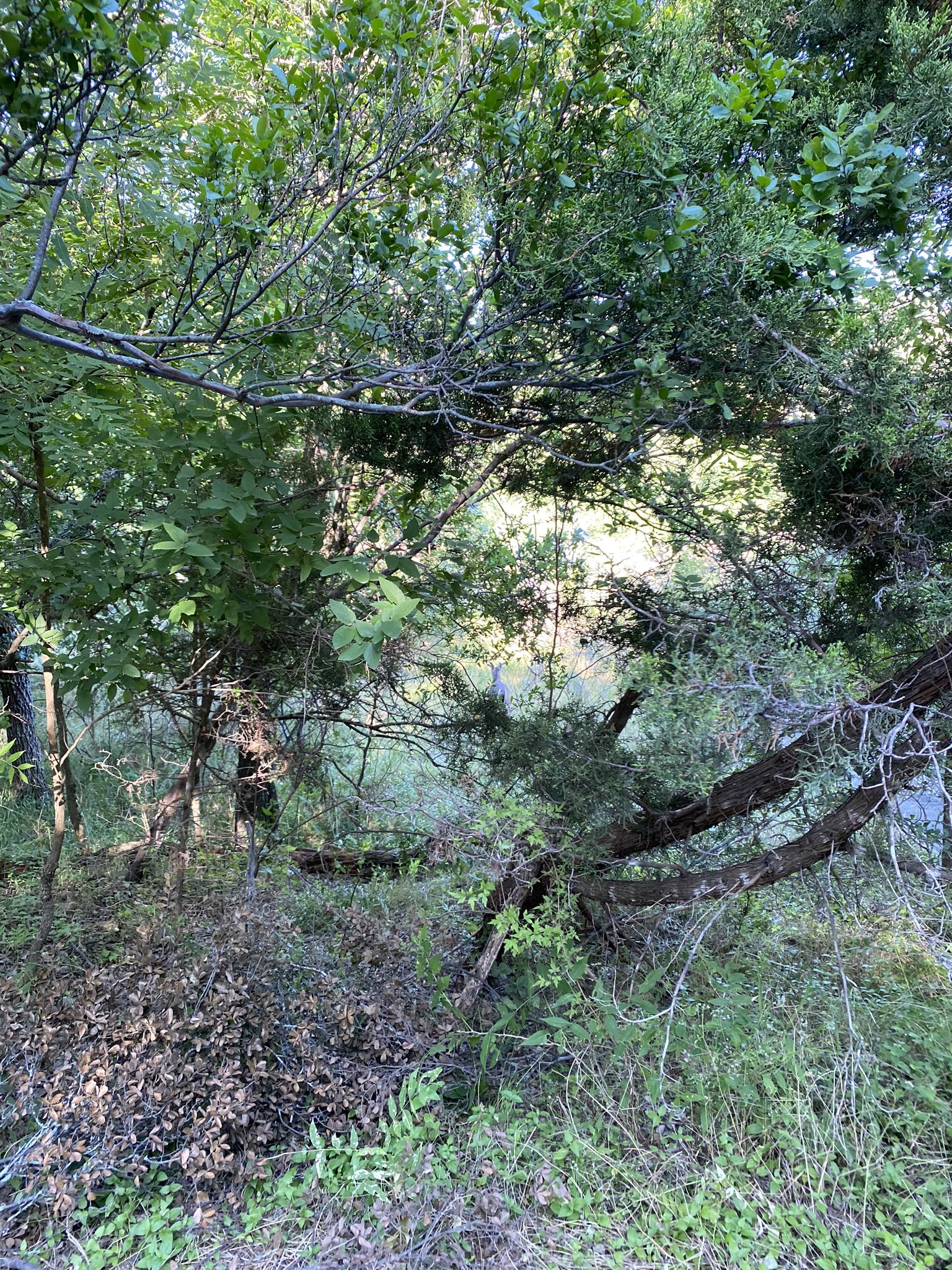 Dense green foliage with glimpses of water through the trees.