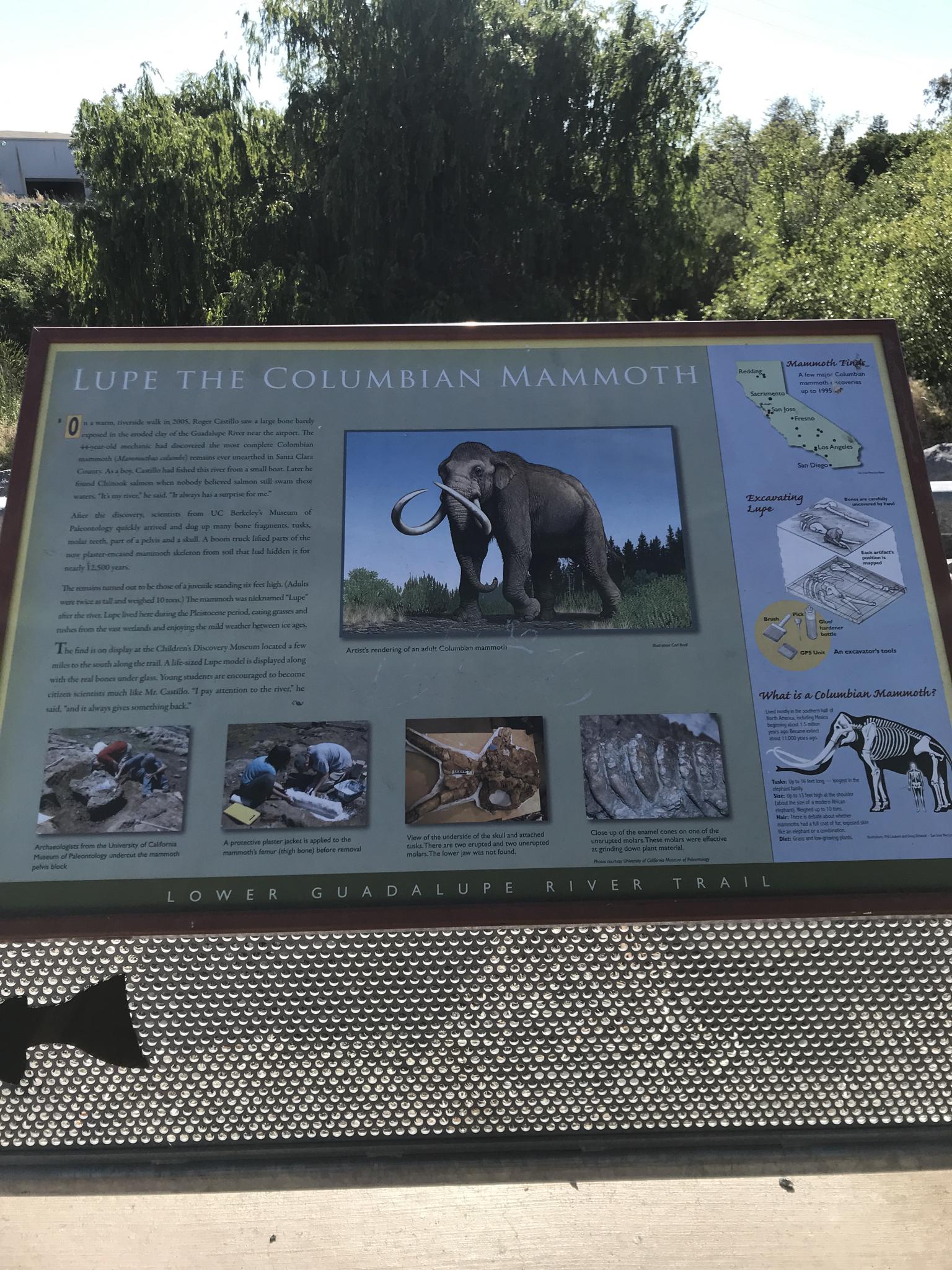 Informational sign about a mammoth, with green trees in bright sunlight.