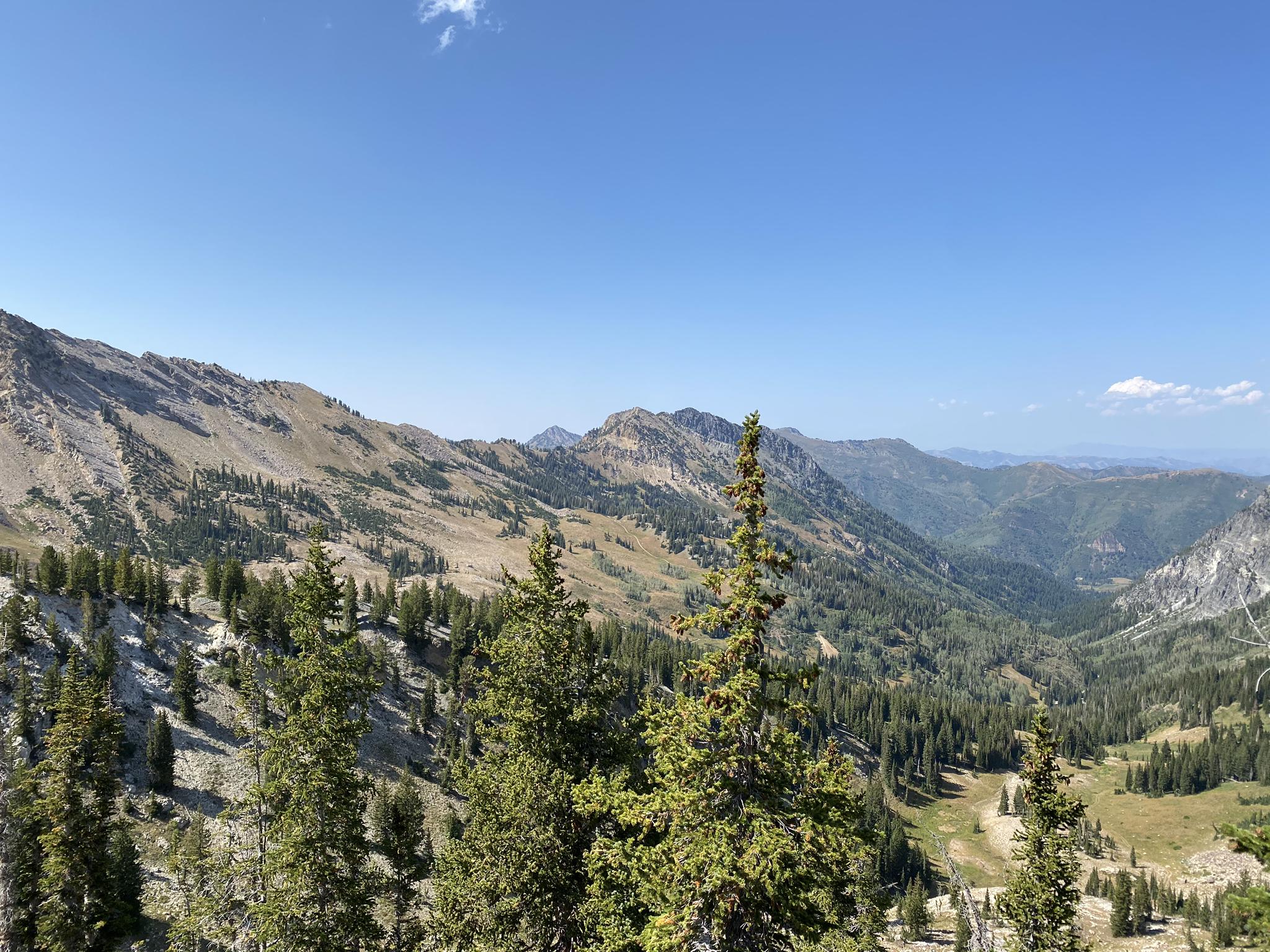 Sunny mountain valley with dense pine forests and distant peaks.