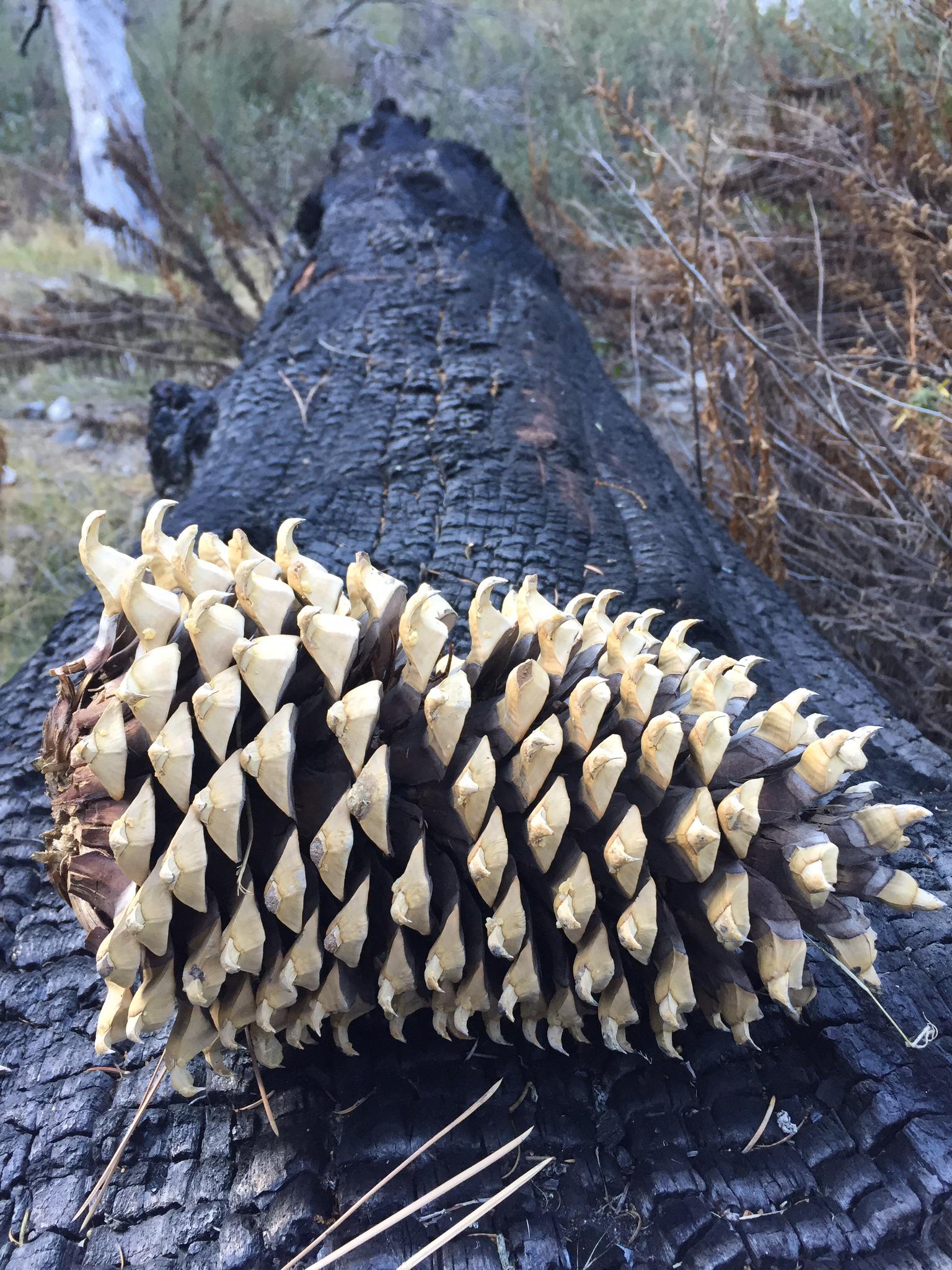 Large pine cone resting on a charred, fallen tree trunk.