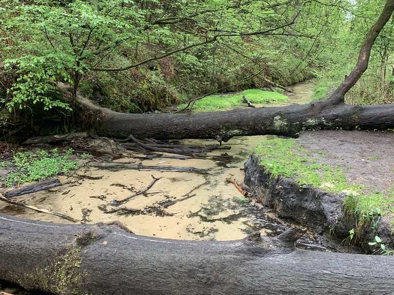 Die Emsquelle. Super idyllischer Weg. Wanderungen und Rundwege komoot