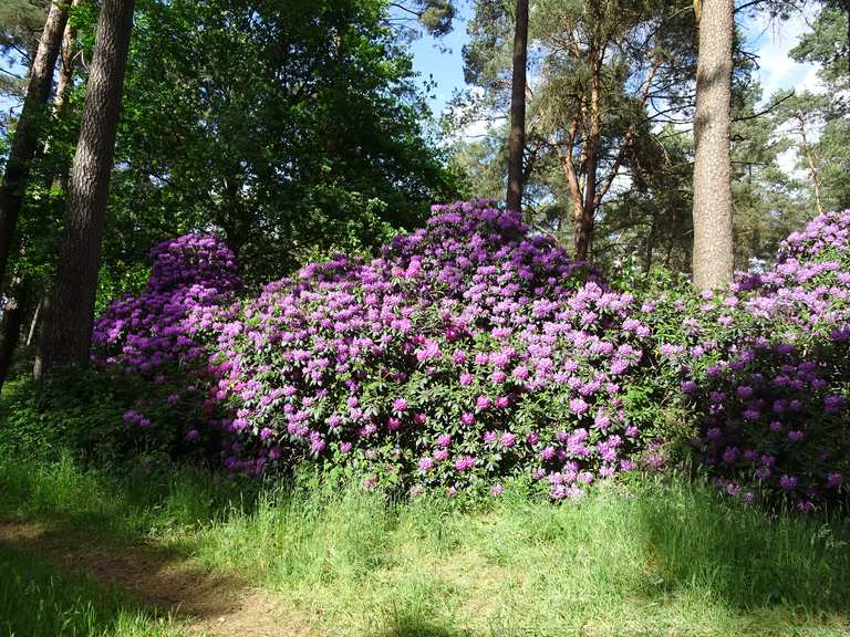 blau thuja Zweigmix Lebensbaum, gelbe Scheinzypresse & blaue Scheinzypresse main image 0
