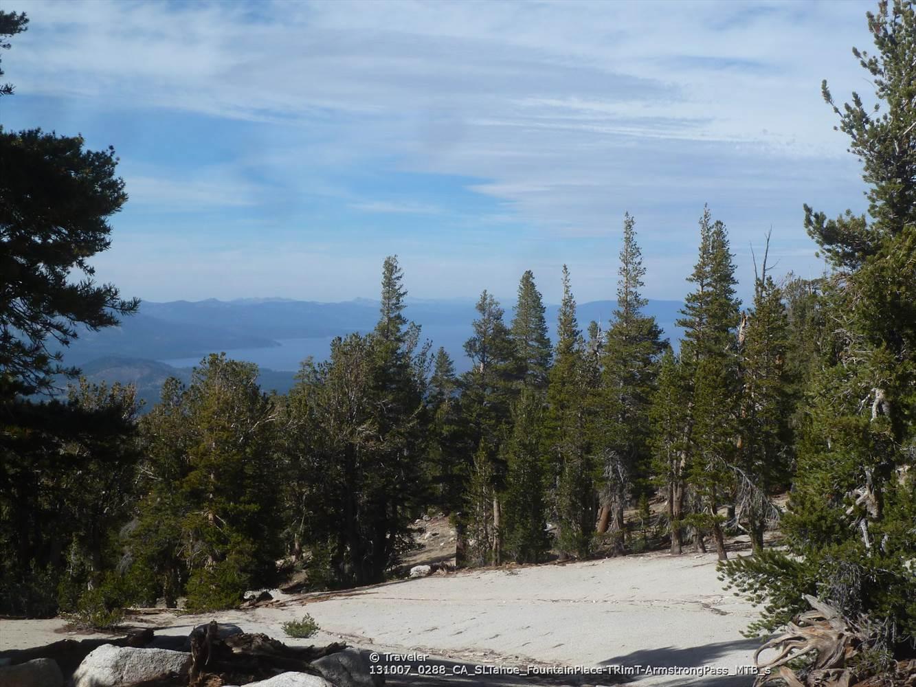 Forest of pine trees on a hill with a distant lake under a cloudy sky.