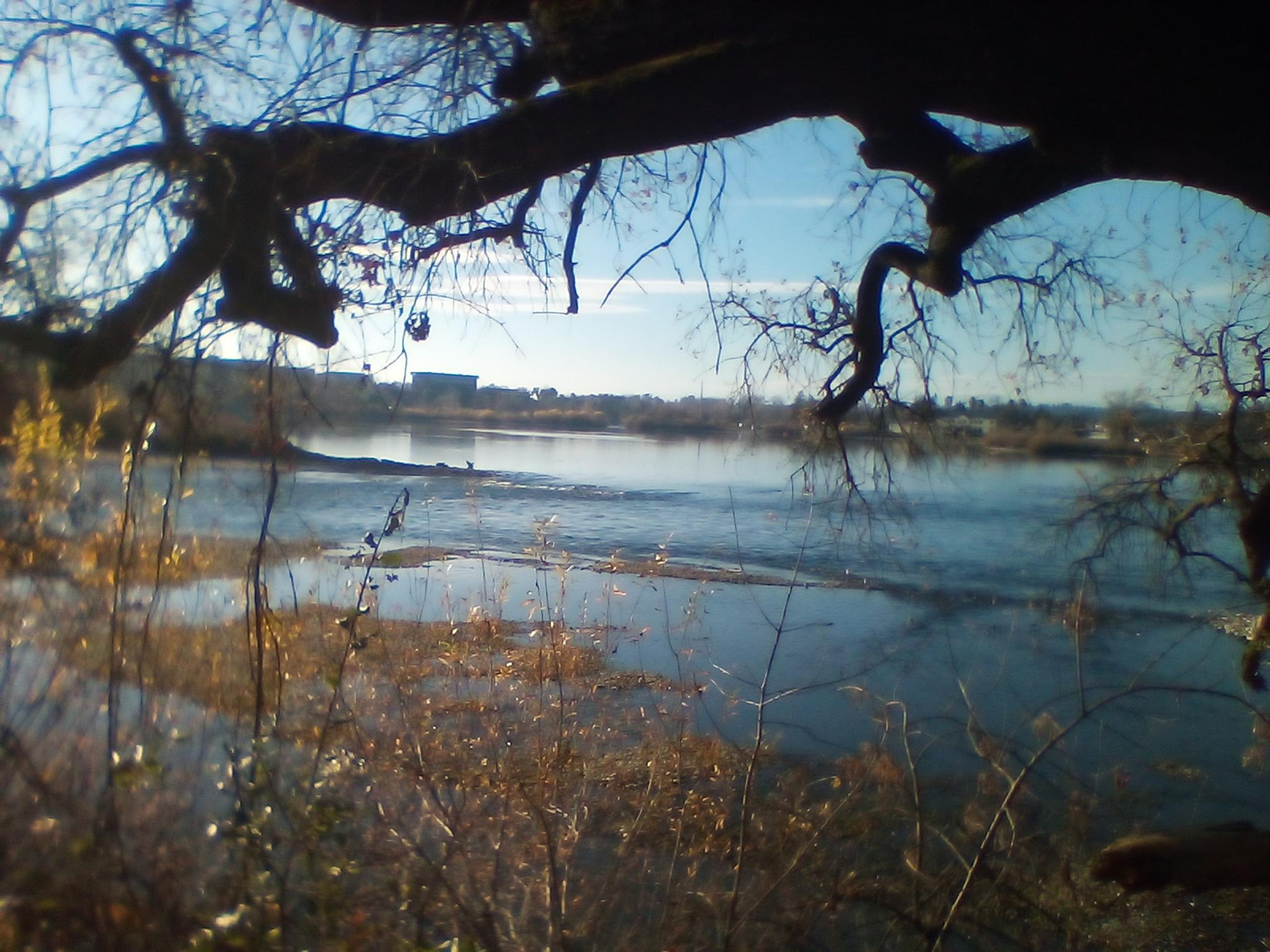 A river seen through dark tree branches on a bright day.