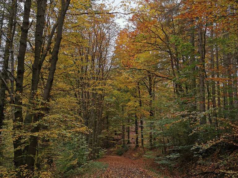 WilhelmBrasselGedenkstein Wanderungen und Rundwege komoot