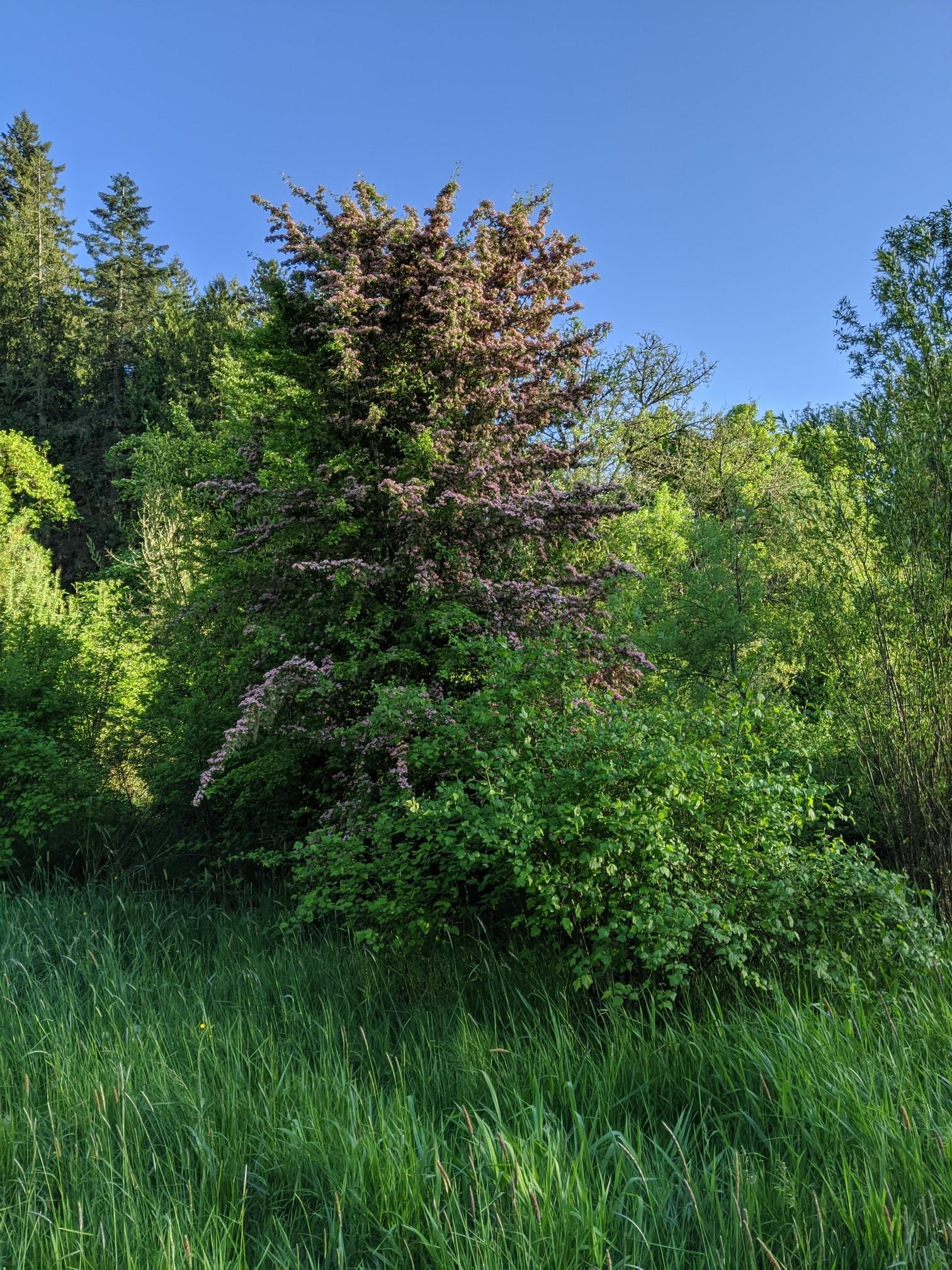Reddish-leaved tree amidst green forest and tall grass under a bright blue sky.
