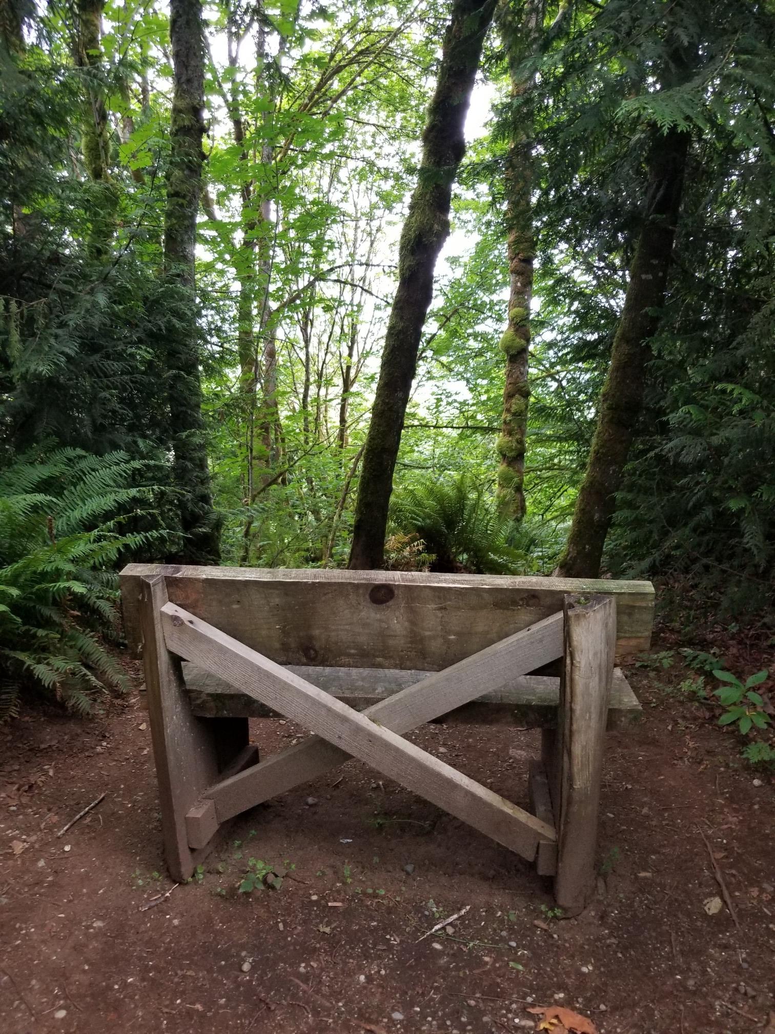 Wooden bench with an X-frame in a dense green forest.