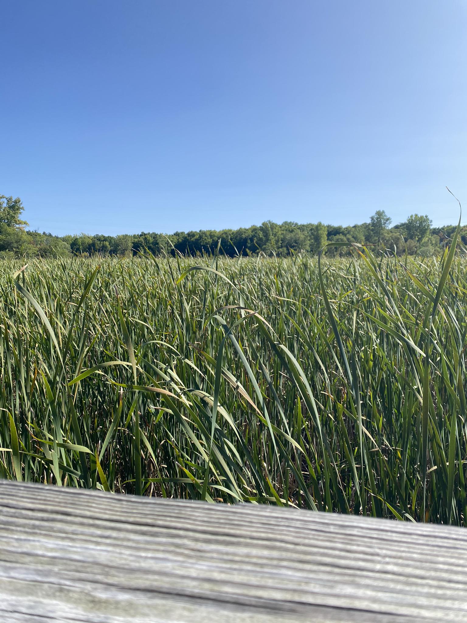 Tall green reeds fill the foreground, with a wooden railing and clear blue sky.