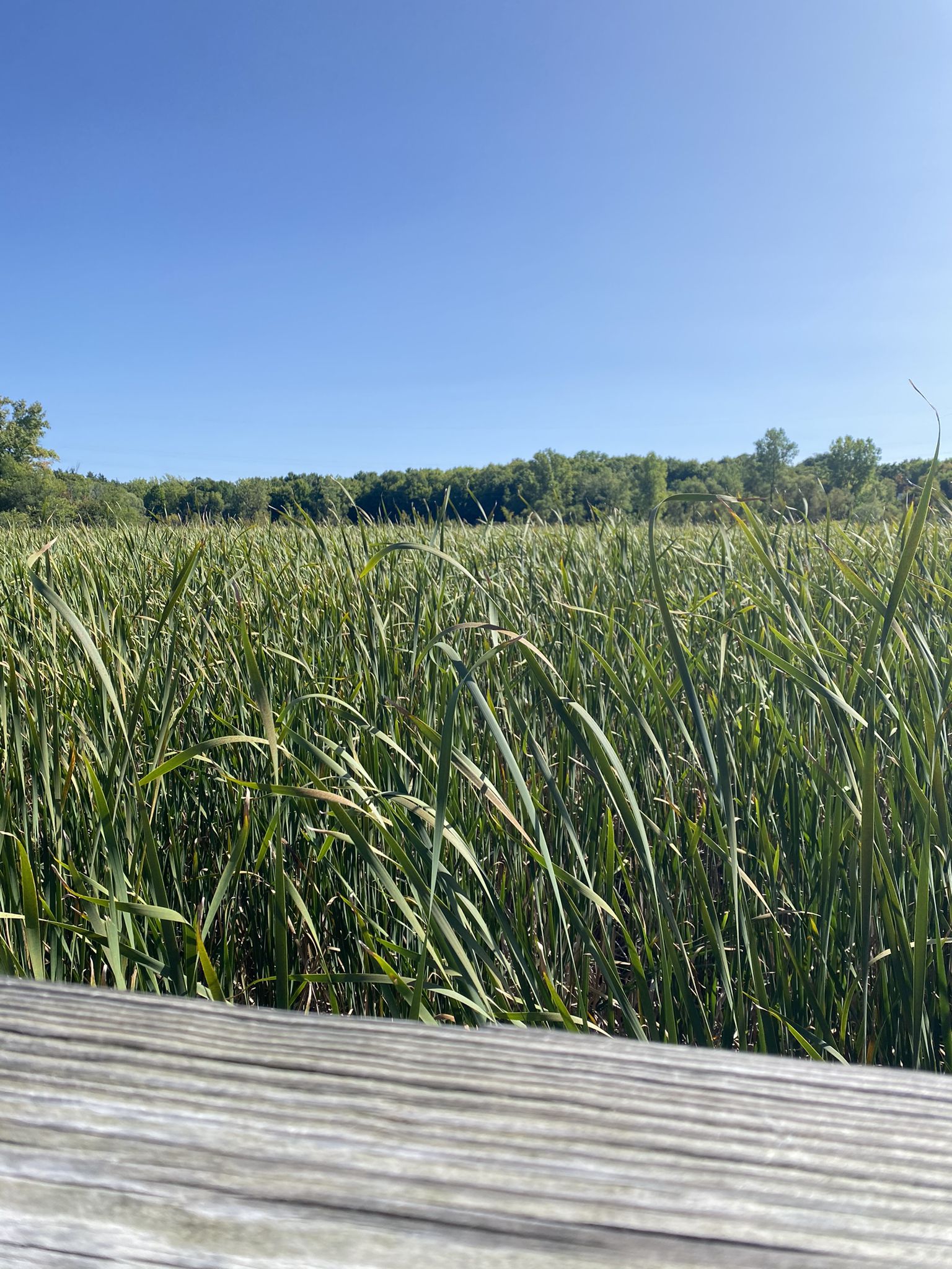 Tall green reeds fill the foreground, with a wooden railing and clear blue sky. - Woodpecker Lake Overlook loop from West Bloomfield Charter Township
